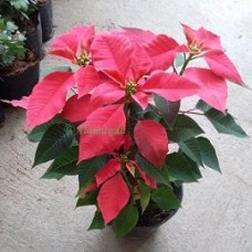 jual Tanaman Hias Kastuba Merah - HP: 085608566034